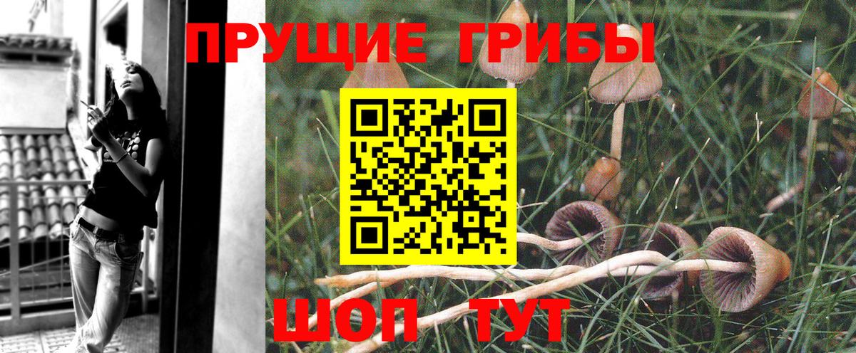 Псилоцибиновые грибы Psilocybe  Вход с VPN  Сыктывкар  Галлюциногенные грибы мицелий 